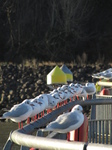 SX25725 Row of black-headed gulls (Chroicocephalus ridibundus) on railing.jpg
